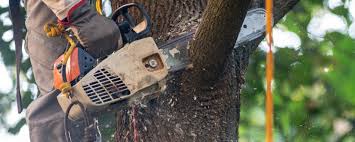 How Our Tree Care Process Works  in  East Meadow, NY