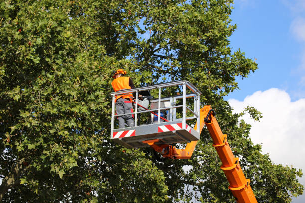 Trusted East Meadow, NY  Tree Services Experts